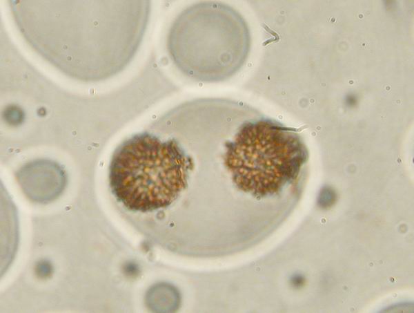 microscopio